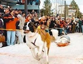 snowfest dog pull tahoe city